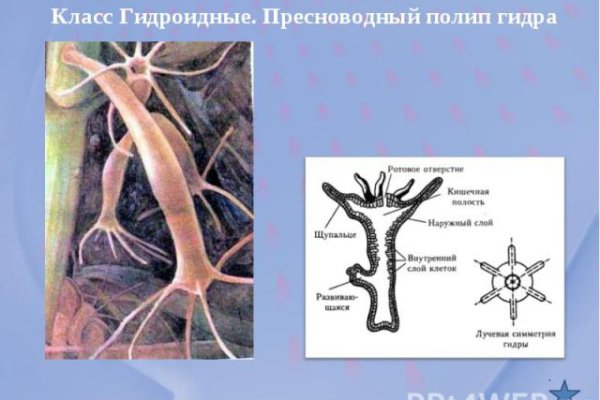 Кракен нов