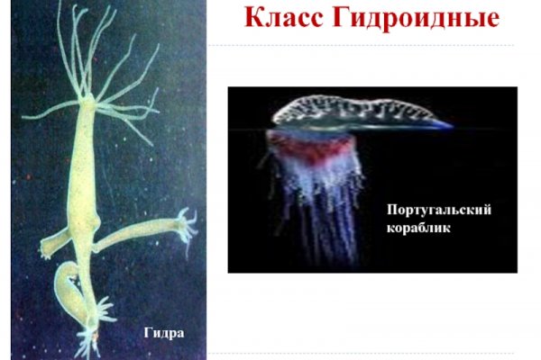 Kraken onion сайта