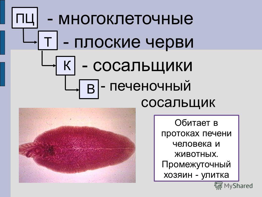 Кракен даркнет что известно