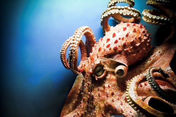 Ссылки зеркала на kraken kraken dark link