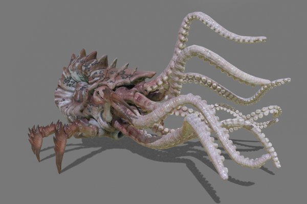 Kraken 20at net